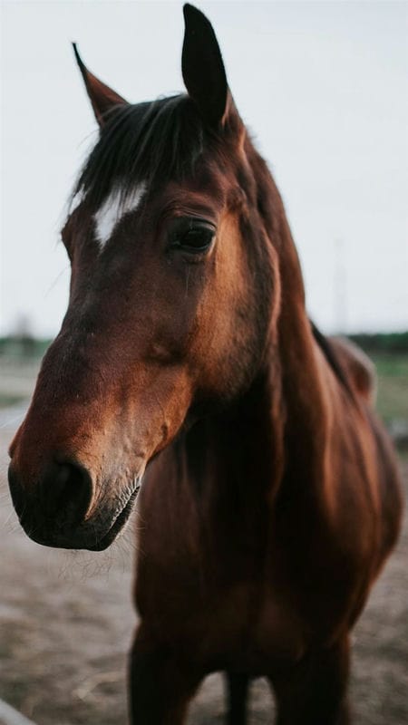 Картинки лошади на аву (100 фото) #34
