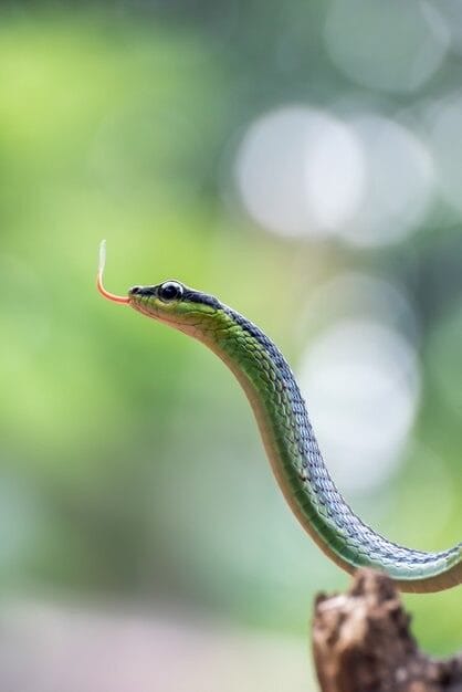 Картинки змеи на аву (100 фото) #8
