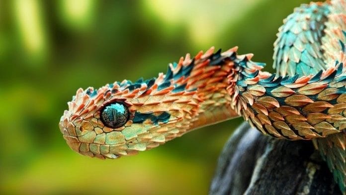 Картинки змеи на аву (100 фото) #29