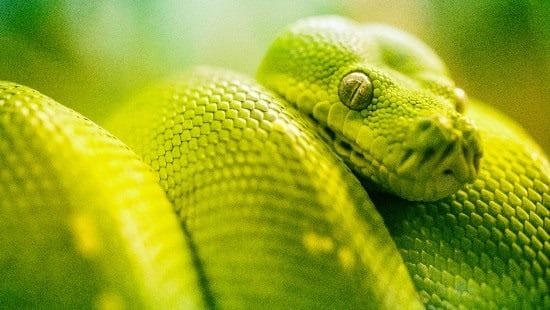 Картинки змеи на аву (100 фото) #28
