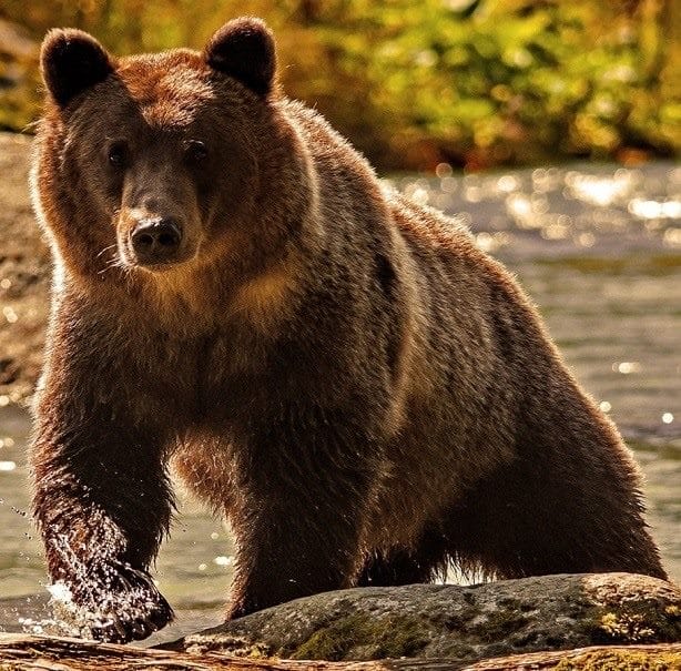 Картинки медведя на аву (100 фото) #1