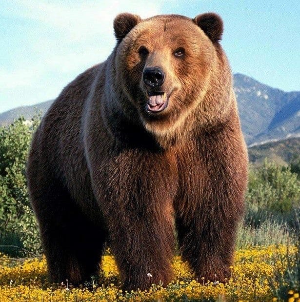 Картинки медведя на аву (100 фото) #6