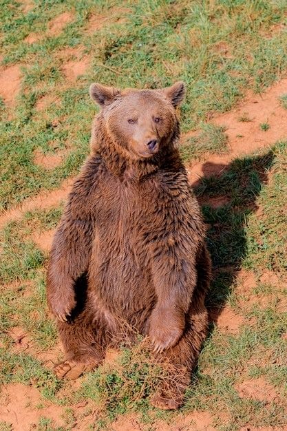 Картинки медведя на аву (100 фото) #23