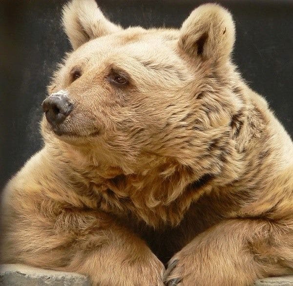 Картинки медведя на аву (100 фото) #32