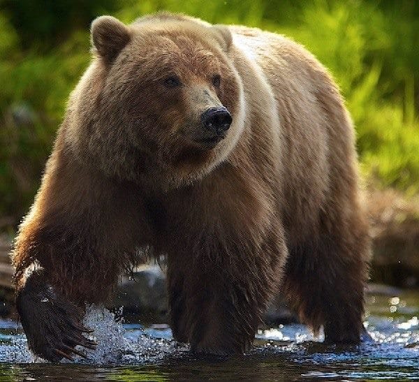 Картинки медведя на аву (100 фото) #20