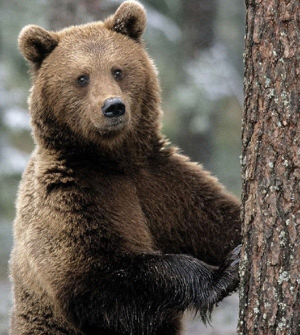 Картинки медведя на аву (100 фото) #22