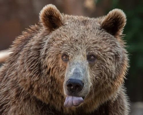 Картинки медведя на аву (100 фото) #39