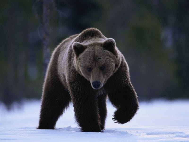 Картинки медведя на аву (100 фото) #24