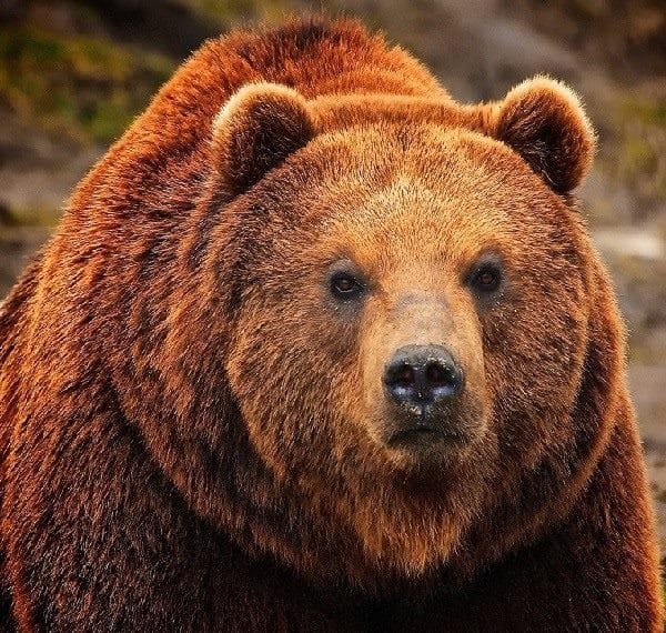 Картинки медведя на аву (100 фото) #5