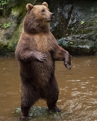 Картинки медведя на аву (100 фото) #42