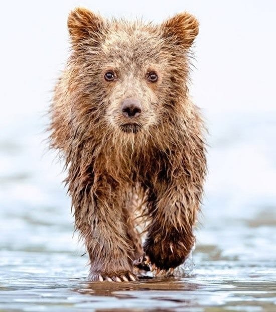 Картинки медведя на аву (100 фото) #15