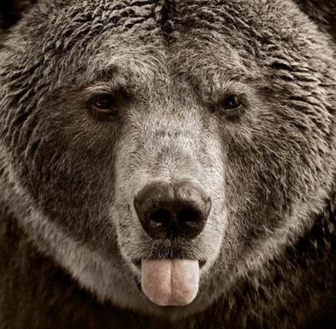 Картинки медведя на аву (100 фото) #25
