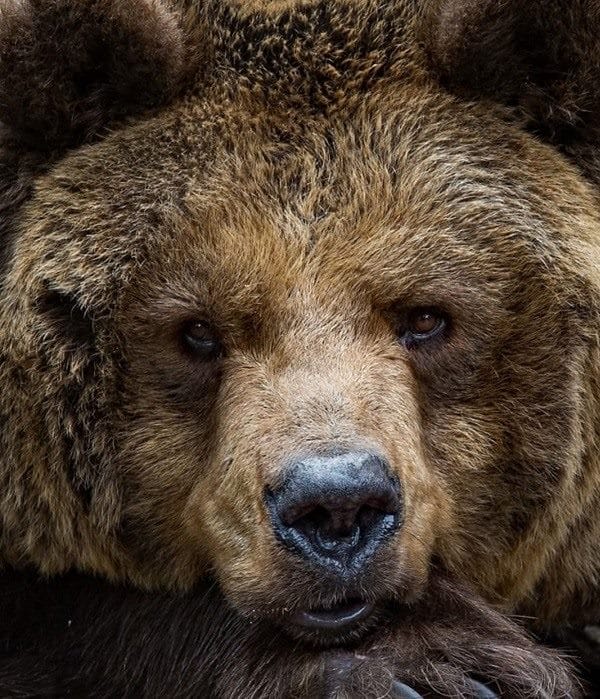 Картинки медведя на аву (100 фото) #10