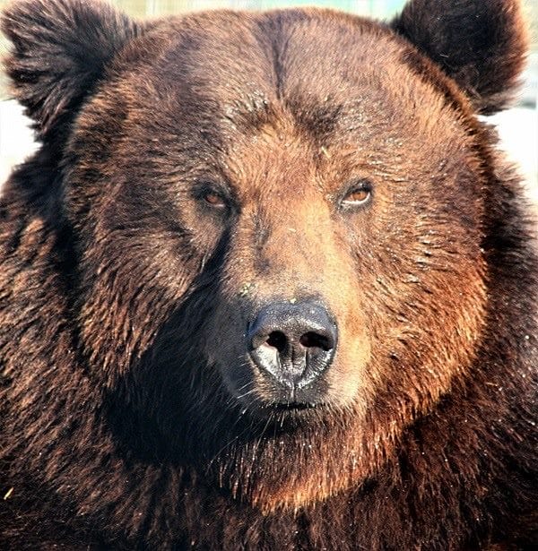 Картинки медведя на аву (100 фото) #31