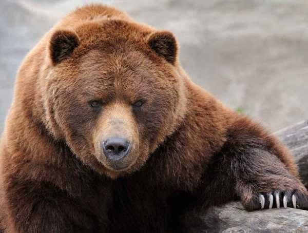 Картинки медведя на аву (100 фото) #8