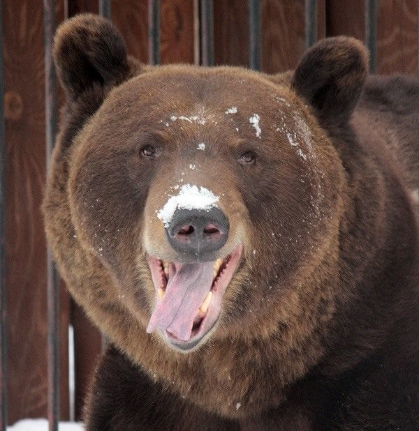 Картинки медведя на аву (100 фото) #49