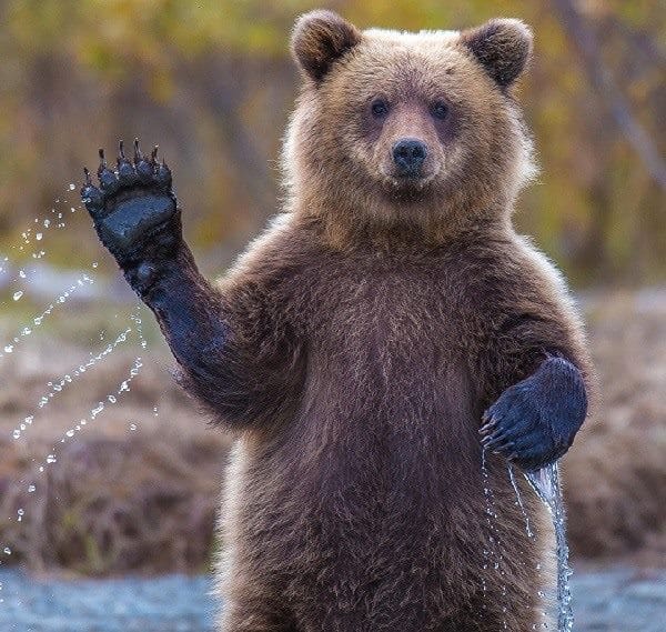 Картинки медведя на аву (100 фото) #4