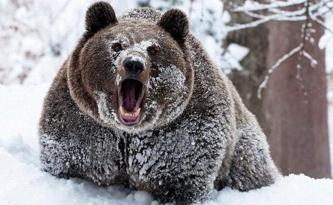 Картинки медведя на аву (100 фото) #46