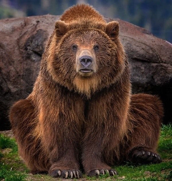 Картинки медведя на аву (100 фото) #14