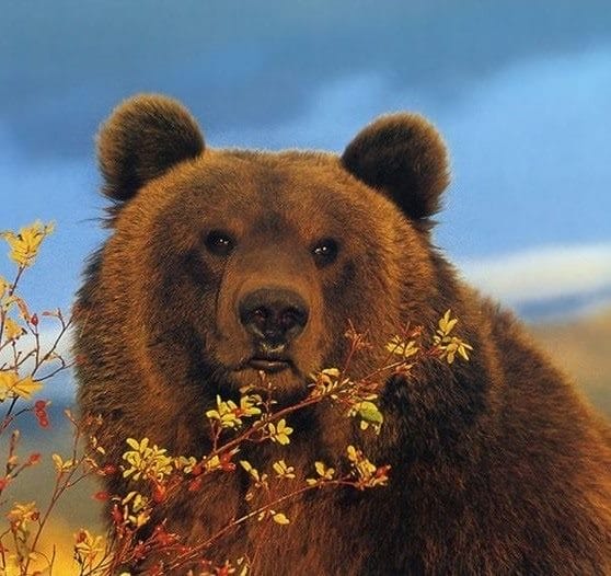 Картинки медведя на аву (100 фото) #40