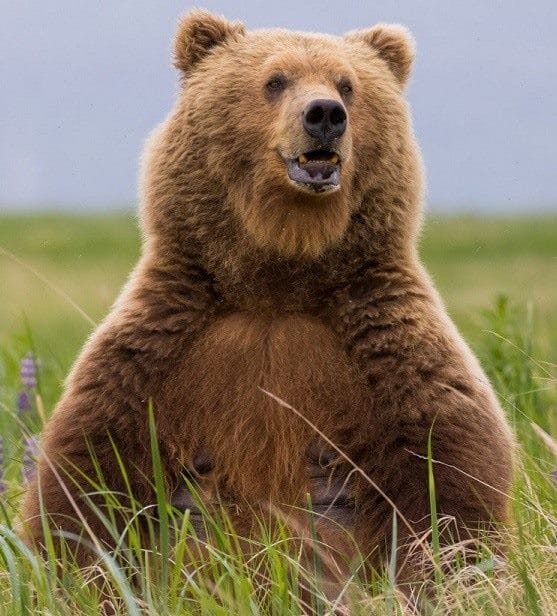 Картинки медведя на аву (100 фото) #11