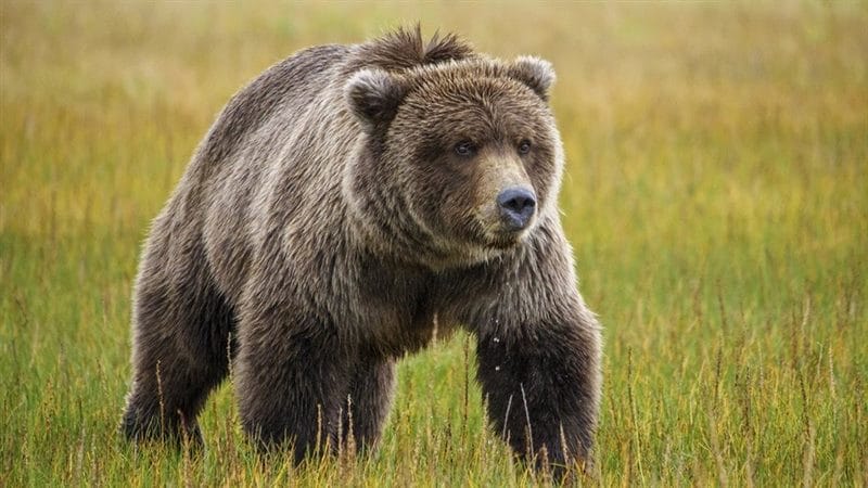 Картинки медведя на аву (100 фото) #100