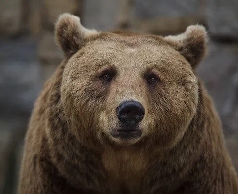 Картинки медведя на аву (100 фото) #44