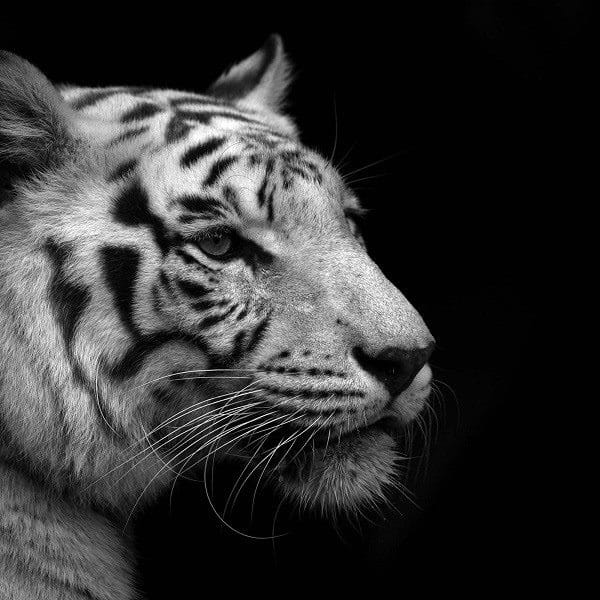 Картинки тигра на аву (100 фото) #19