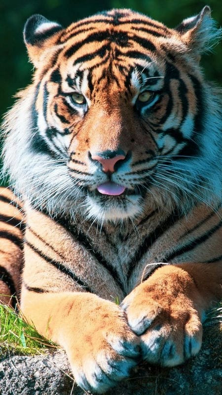 Картинки тигра на аву (100 фото) #5