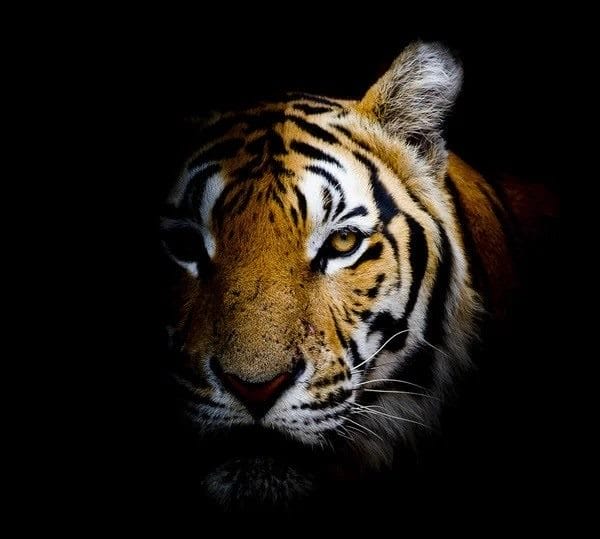 Картинки тигра на аву (100 фото) #34