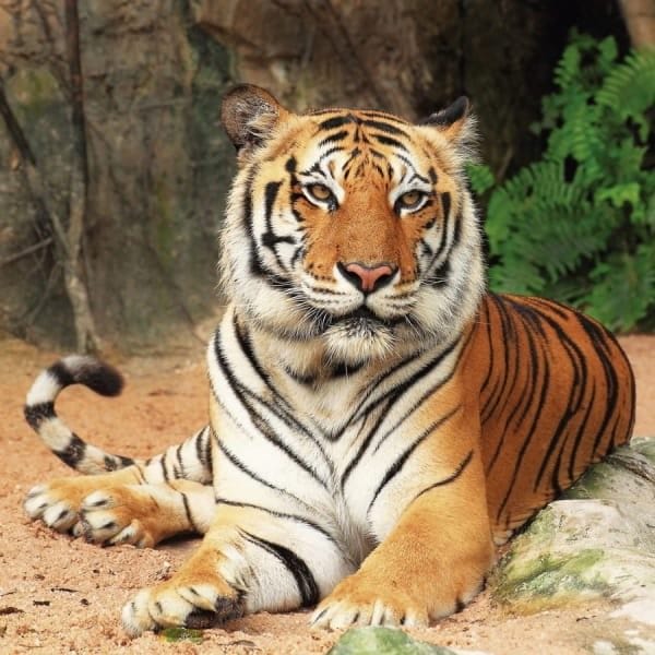 Картинки тигра на аву (100 фото) #49