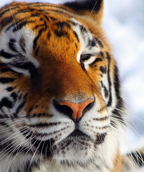 Картинки тигра на аву (100 фото) #24
