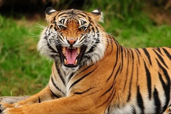 Картинки тигра на аву (100 фото) #25