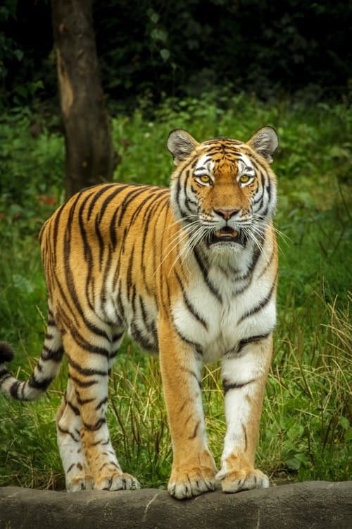 Картинки тигра на аву (100 фото) #20