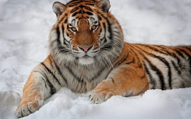 Картинки тигра на аву (100 фото) #47