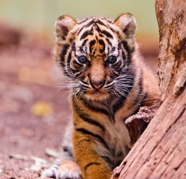 Картинки тигра на аву (100 фото) #37