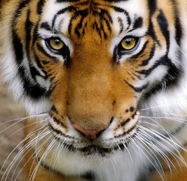 Картинки тигра на аву (100 фото) #43