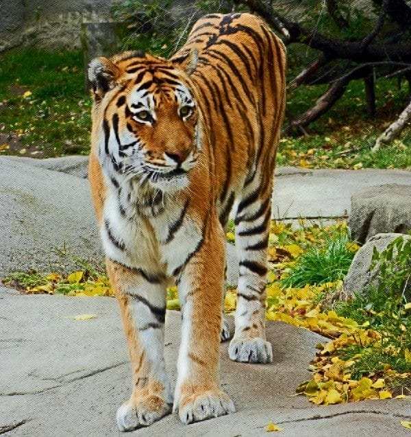 Картинки тигра на аву (100 фото) #32