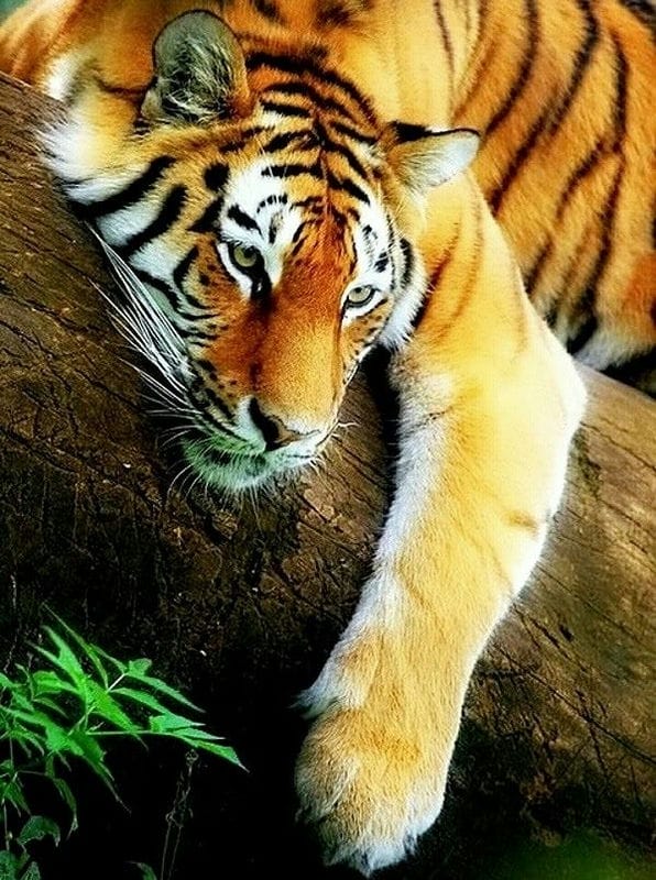 Картинки тигра на аву (100 фото) #45