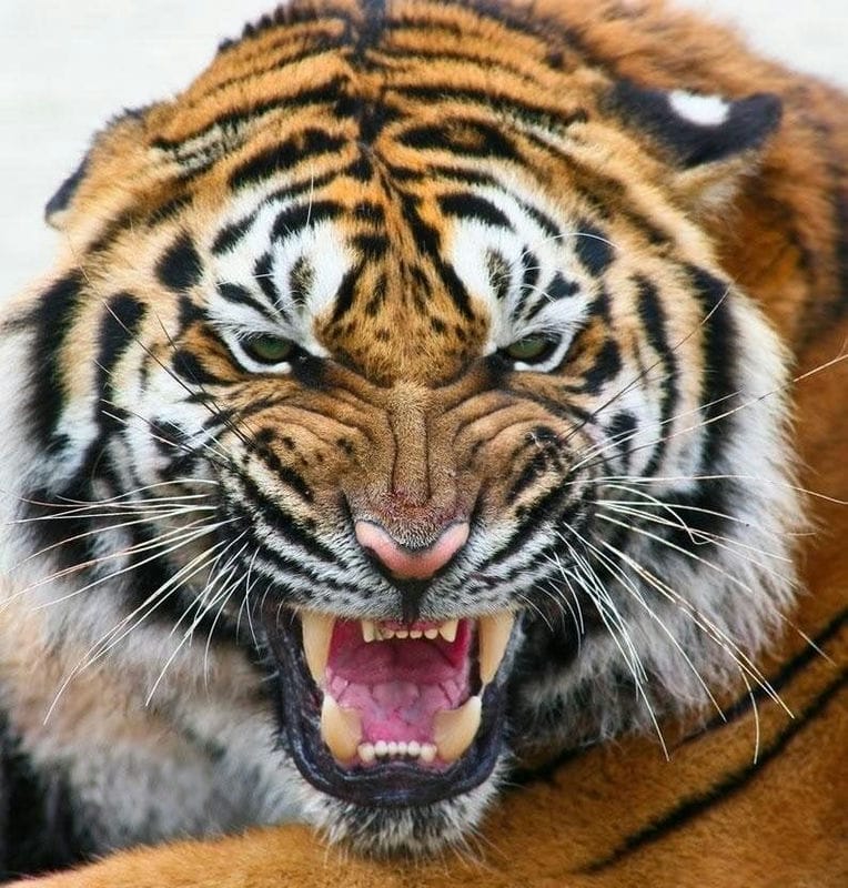 Картинки тигра на аву (100 фото) #6