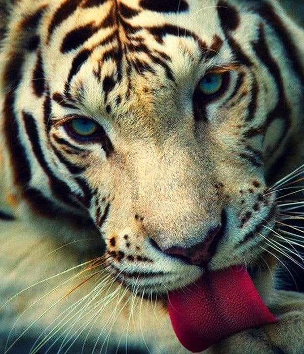Картинки тигра на аву (100 фото) #23