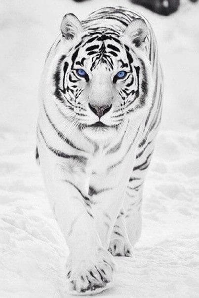 Картинки тигра на аву (100 фото) #44