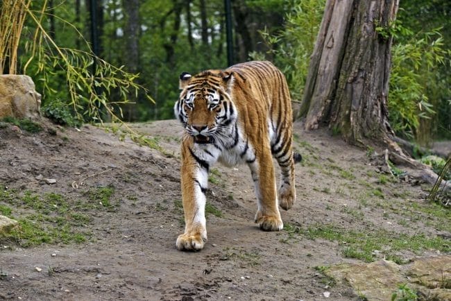 Картинки тигра на аву (100 фото) #48