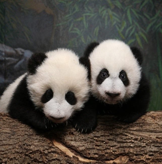 Картинки панды на аву (100 фото) #100