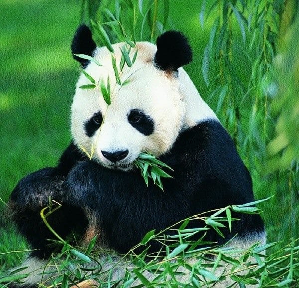 Картинки панды на аву (100 фото) #8