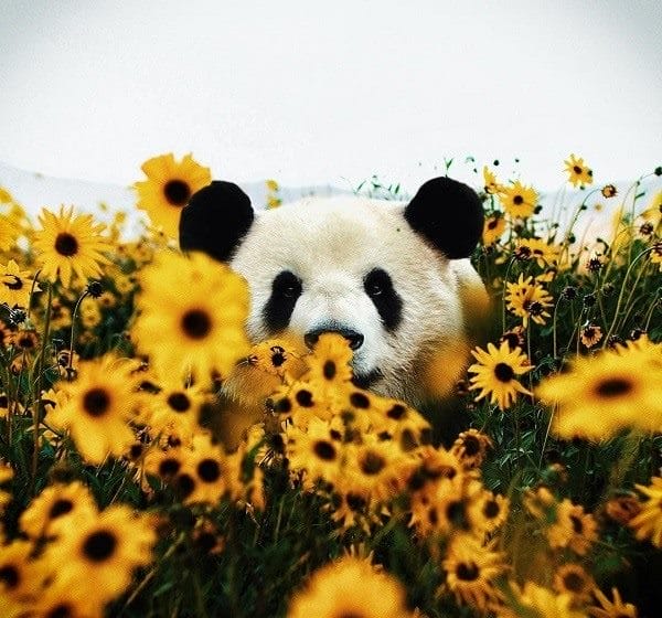Картинки панды на аву (100 фото) #47