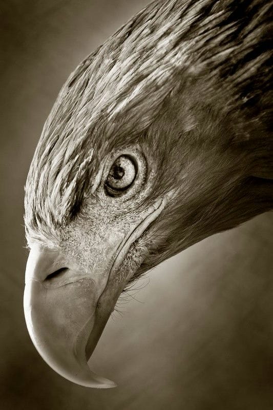 Картинки орла на аву (100 фото) #36