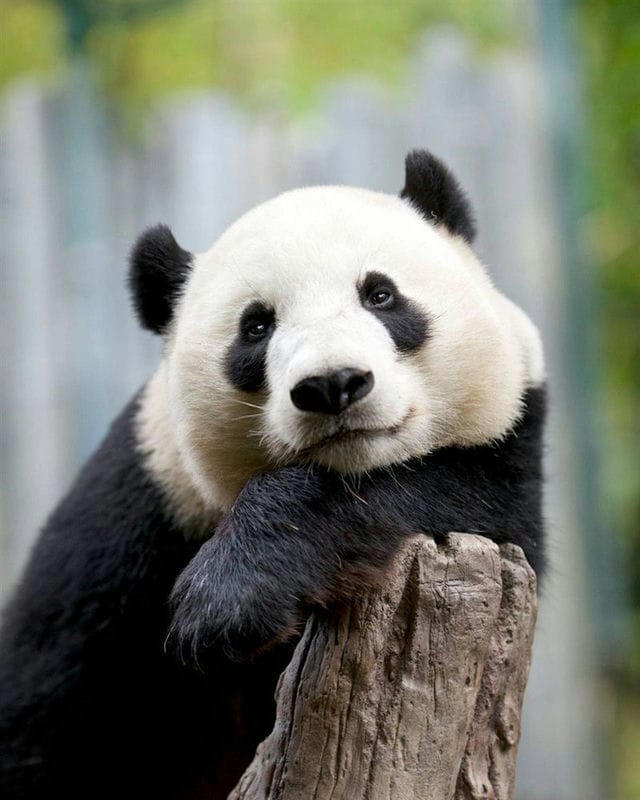 Картинки панды на аву (100 фото) #57