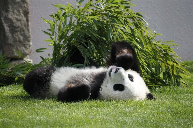 Картинки панды на аву (100 фото) #54