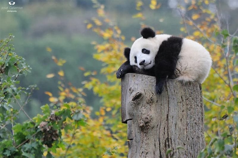 Картинки панды на аву (100 фото) #75